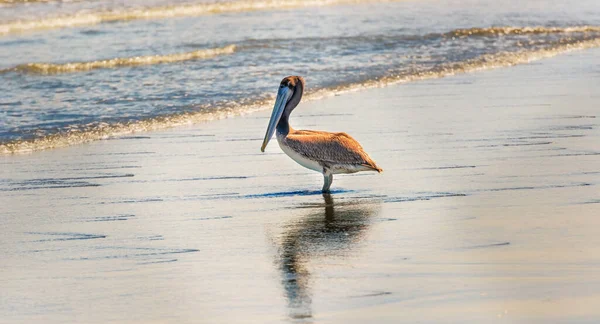 Vista Brown Pelican Pelecanus Occidentalis Urinator Playa Rompio Cerca Chitre — Foto de Stock