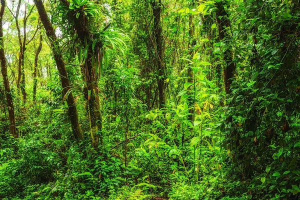 Προβολή Στο Τροπικό Δάσος Στην Κόστα Ρίκα Κεντρική Αμερική — Φωτογραφία Αρχείου