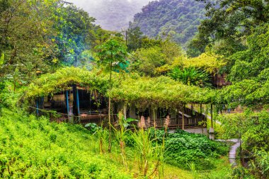 Kosta Rika 'daki eko pansiyon çiftliğindeki büyüyen bitkilerle kaplı binaların çatılarına bak.