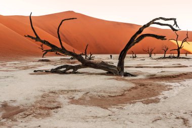 Namib-Naukluft Ulusal Parkı, Namibya 'daki Sossusvlei yakınlarındaki Namibya Çölü' ndeki kum tepelerinde panoramik manzara.