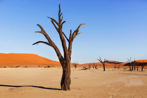 Panoramic View Sand Dunes Namibian Desert Sossusvlei Namib Naukluft National — Stock Photo, Image