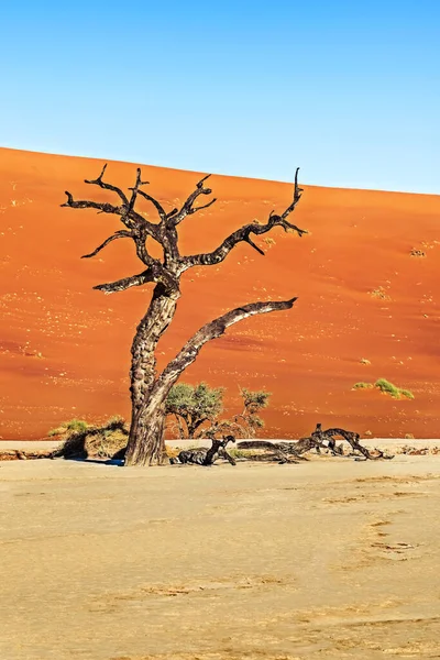 纳米比亚Naukluft国家公园Sossusvlei附近的纳米比亚沙漠沙丘全景 — 图库照片
