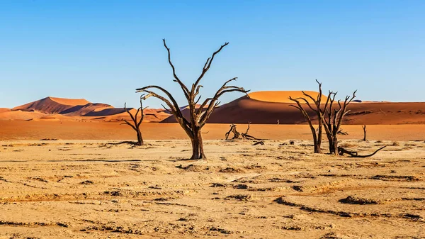 Πανοραμική Θέα Αμμόλοφους Στην Έρημο Της Ναμίμπια Κοντά Στο Sossusvlei — Φωτογραφία Αρχείου
