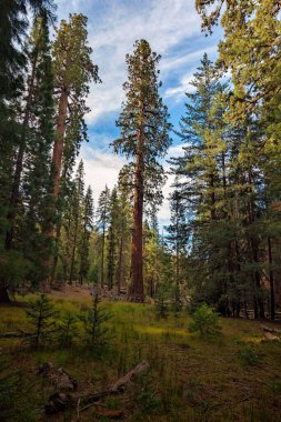 Sequoia Ulusal Parkı, Kaliforniya 'daki Gigantic Sequoia ağaçlarına bakın. 