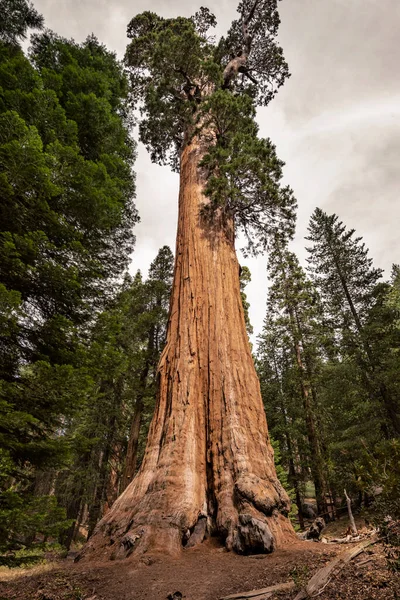 Vista Gigantic Sequoia Trees Nel Sequoia National Park California Usa — Foto Stock