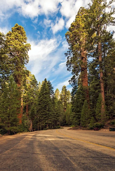 カリフォルニア州セコイア国立公園の巨大なセコイアの木を見る — ストック写真