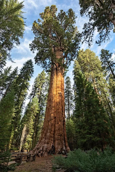 Vista Árbol Gigantic Sequoia Llamado General Sherman Parque Nacional Sequoia —  Fotos de Stock