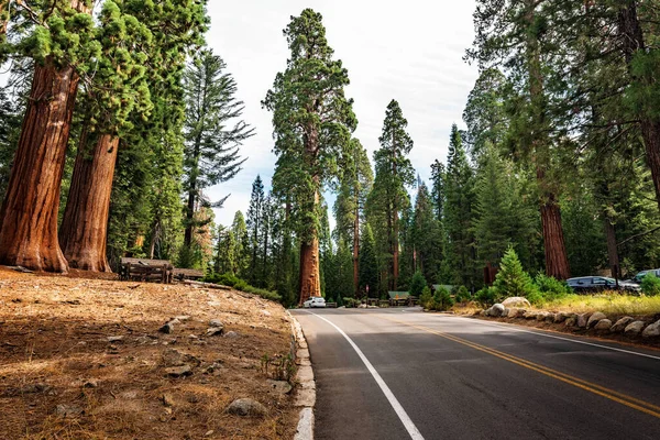 Vista Gigantic Sequoia Trees Nel Sequoia National Park California Usa — Foto Stock