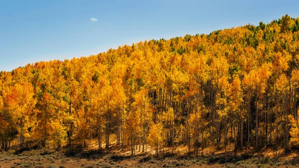 Vista Para Aspen Colorido Árvores Explodem Cores Outono Rocky Mountains — Fotografia de Stock