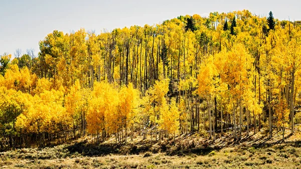 Vista Para Aspen Colorido Árvores Explodem Cores Outono Rocky Mountains — Fotografia de Stock