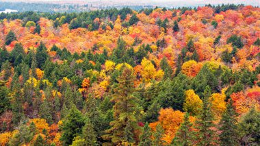 Ontario 'daki Algonquin Park' taki ormana bak. Resimli sonbahar renkleri ağaçlarda.