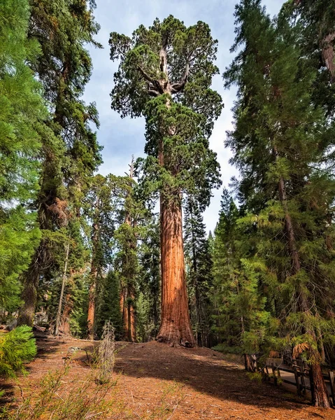 Vista Gigantic Sequoia Trees Nel Sequoia National Park California Usa — Foto Stock