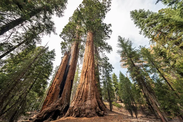 Sequoia Ulusal Parkı, Kaliforniya 'daki Gigantic Sequoia ağaçlarına bakın. 