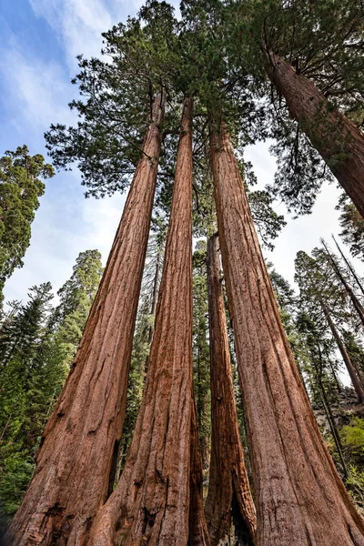 Vista Gigantic Sequoia Trees Nel Sequoia National Park California Usa — Foto Stock