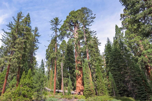 Vista Gigantic Sequoia Trees Parque Nacional Sequoia California — Foto de Stock