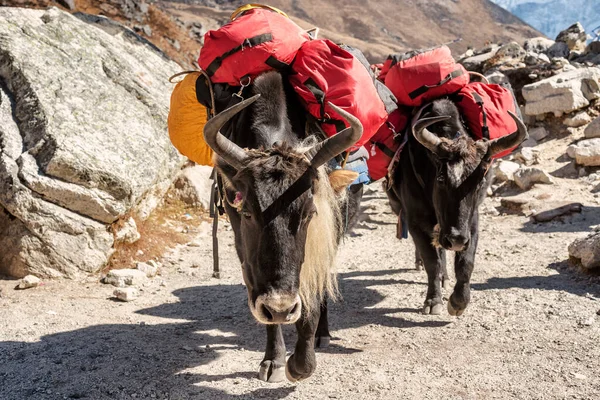 Himalaya Yakları Nepal 'de Lobuche yakınlarında mal taşıyor..