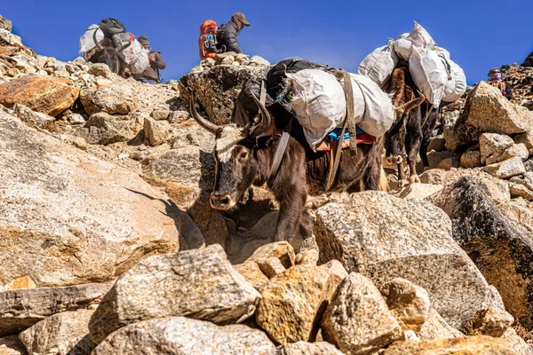 Yaks Dragen Voorraden Trail Naar Gorekshep Dorp Everest Basiskamp Trek — Stockfoto