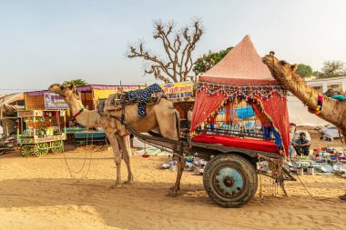 Pushkar, Hindistan 15 Kasım 2018 Pushkar, Rajasthan, Hindistan 'daki yıllık Pushkar Sığır Fuarı' nda bir deve arabası yolcuları bekliyor..