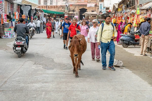 Pushkar India Novembre 2018 Mucca Persone Che Camminano Strada Mercato — Foto Stock