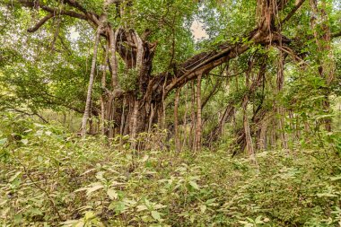 Banyan tree spotted during jeep safari at Ranthambore National Park, Rajasthan, India  clipart