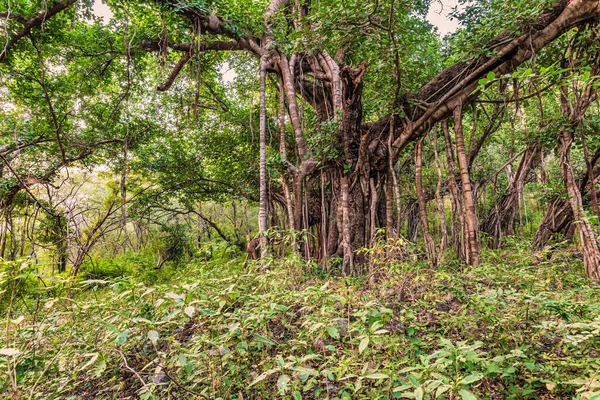 在印度拉贾斯坦邦Ranthambore国家公园的吉普车狩猎活动中发现的巴尼亚树 — 图库照片