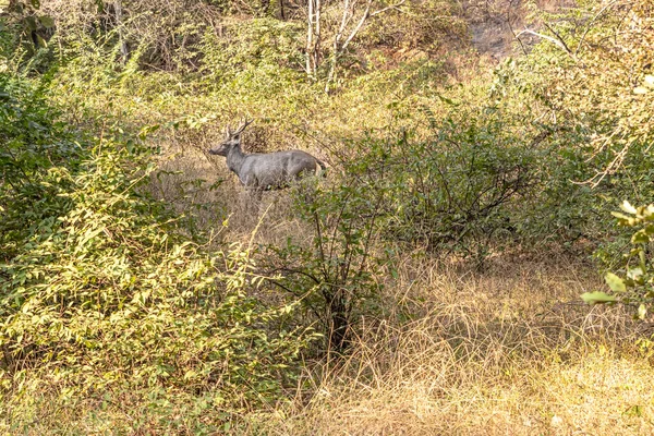 Uitzicht Mannelijke Sambar Hert Cervus Unicolor Niger Ranthambore Nationaal Park — Stockfoto