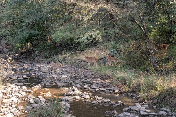 Uitzicht Axis Deer Ranthambhore National Park Rajasthan India — Stockfoto