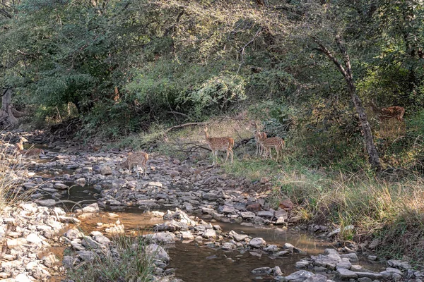 Vista Cervo Eixo Parque Nacional Ranthambhore Rajasthan Índia — Fotografia de Stock