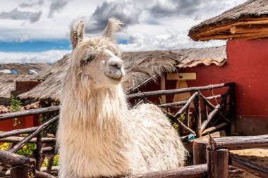 Alpaca looking over the fence by the house in Chinchero, a small town of Urubamba Province in Peru. clipart