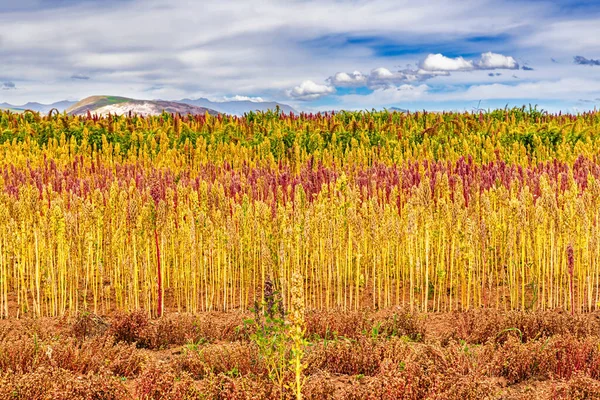 マラス モレア Maras Morea によるクスコ近郊のペルーのアンデス高地の赤と黄色のキノア畑古いインカの農地 — ストック写真