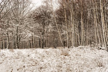 Karlı ormanda güzel bir kış manzarası, Ocak ayında Polonya 'nın güneyine bir gezi..