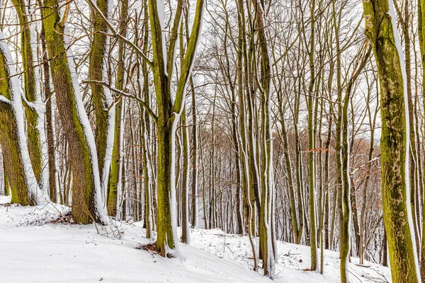 美丽的冬季风景在雪地的森林里 一月去波兰南部旅行 — 图库照片