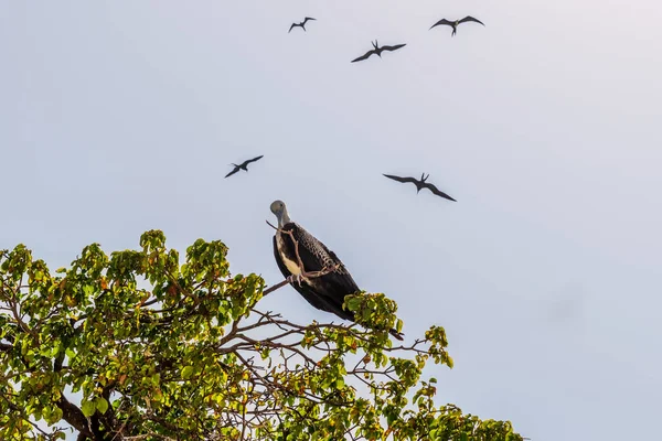 Pássaro Árvore Pássaros Que Voam Sobre Ilha Iguana Localizada Oceano — Fotografia de Stock