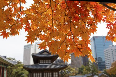 Sonbahar Seul Güney Kore'de Deoksugung Sarayı 