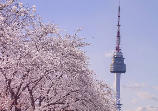 Krásné Květiny Kvetoucí Třešeň Jaře Namsan Seoul Tower Soulu Jižní — Stock fotografie