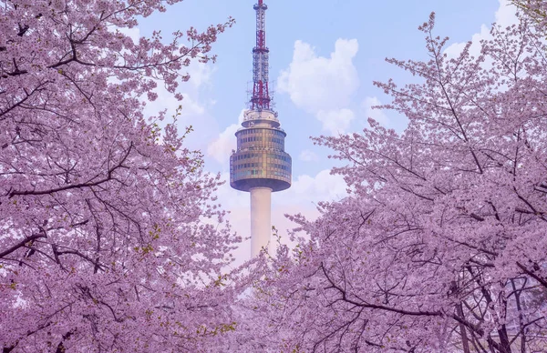 Krásné Květiny Kvetoucí Třešeň Jaře Namsan Seoul Tower Soulu Jižní — Stock fotografie