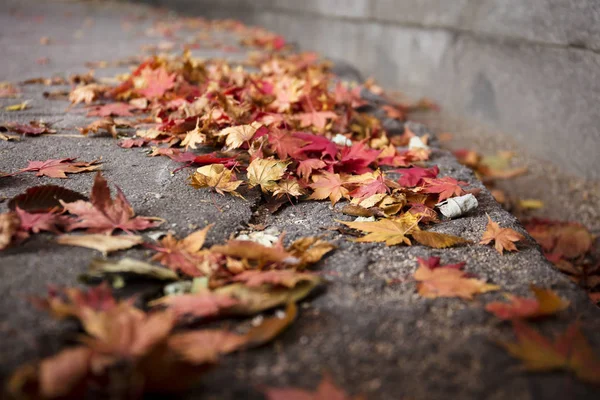 Sonbahar turuncu Akça ağaç arka plan usulca bulanık ile