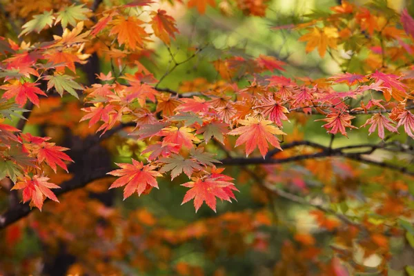 Sonbahar turuncu Akça ağaç arka plan usulca bulanık ile