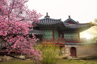  Alace Palace, kiraz çiçeği bahar, Seoul, Güney Kore ile.