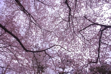  İlkbaharda kiraz çiçeği