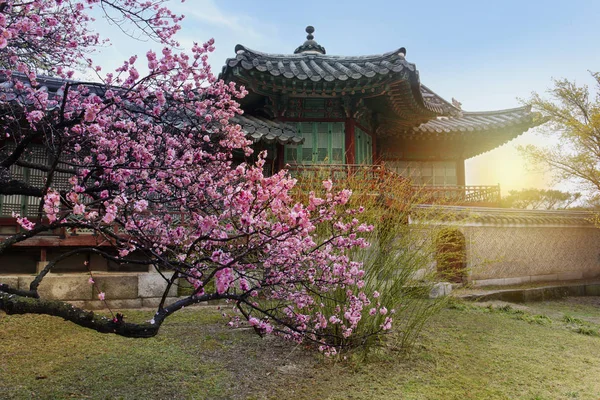Flor Cerezo Primavera Palacio Changdeokgung Kore Del Sur — Foto de Stock