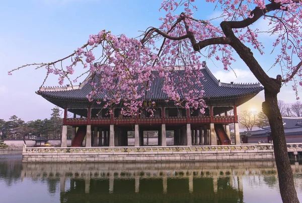 Flor Cerezo Primavera Gyeongbokgung Palace Seúl Corea Del Sur — Foto de Stock