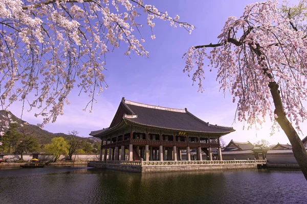 Flor Cerezo Primavera Gyeongbokgung Palace Seúl Corea Del Sur — Foto de Stock