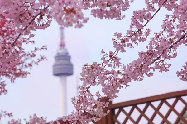 Красивые Цветы Вишня Расцветает Весной Namsan Сеульская Башня Мягко Размытый — стоковое фото