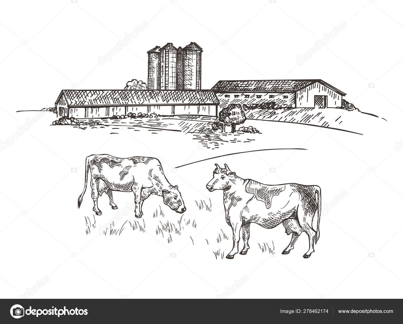 Cows Graze Near The Farm Rustic Landscape Style Sketch Retro Illustration Stock Vector C Tutsi N 278462174