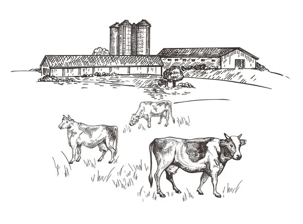 Las vacas pastan cerca de la granja. Bosquejo estilo paisaje rústico. Retro ilustración . — Archivo Imágenes Vectoriales