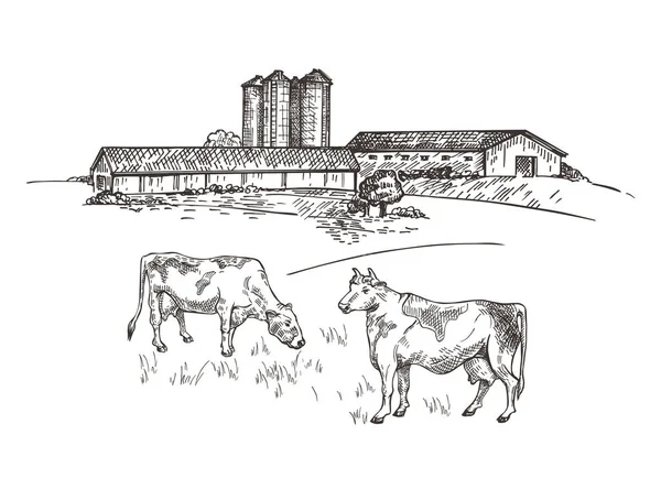 Les vaches paissent près de la ferme. Esquisse de style paysage rustique. Illustration rétro . — Image vectorielle