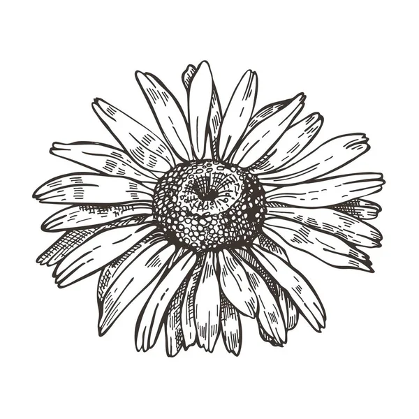 Vektorbild av Daisy blomma. Skiss stil ritning. — Stock vektor