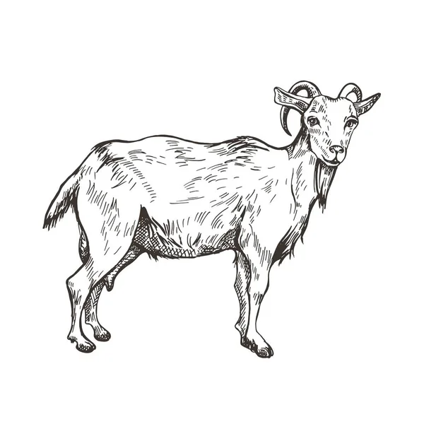 Image vectorielle de chèvre en style de gravure. Illustration agricole — Image vectorielle
