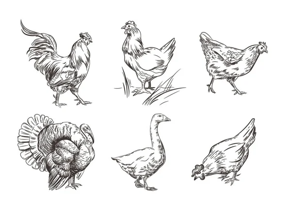 Un ensemble d'images d'oiseaux domestiques. Coq, dinde, poules et oie. Croquis graphiques . — Image vectorielle